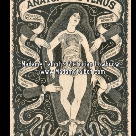 The anatomical Venus