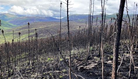 The ancient subarctic forests at risk from climate change and war ...