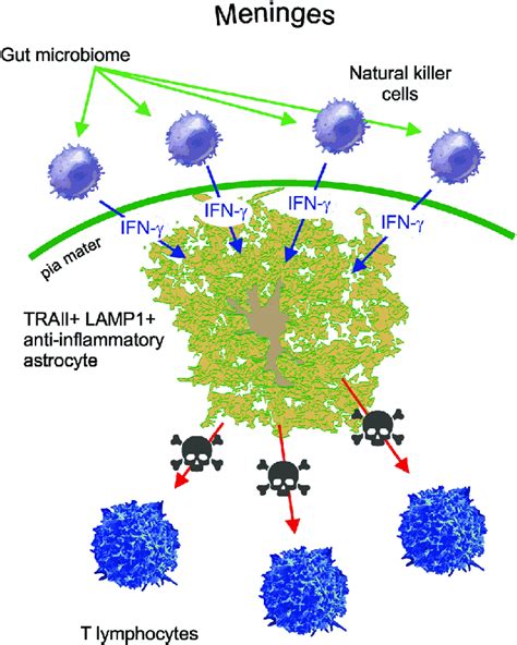 The anti-inflammatory astrocyte revealed: the role of the ... - Nature