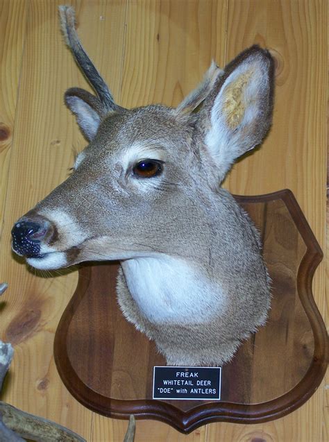 The antlered doe. Things To Know About The antlered doe. 