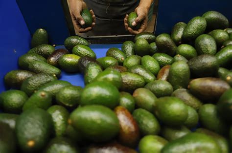 The avocado green gold of mexico. - Le guide pratique objectifs photo reflex comment les choisir les utiliser les optimiser et les entretenir.