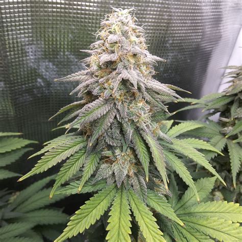 The bakery genetics.  Bred by The Bakery Genetics, the strain represents ...