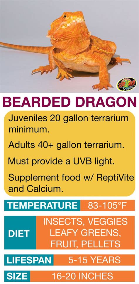 The bearded dragon care manual the ultimate care guide and food list for raising a healthy bearded dragon. - Manual de solución de sistemas de comunicación por fibra óptica.