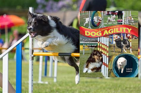 The beginner s guide to dog agility. - Gisement de scheelite de salau, ariège-pyrénées.