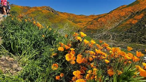 The best places to see California's superbloom