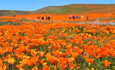 The best places to see the superbloom in California