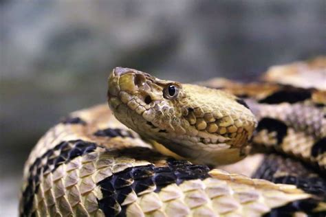 The best remedy for a snakebite: carry car keys Popular Science