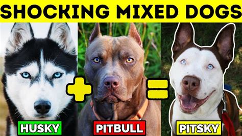 The best way to determine the temperament of a mixed breed is to look up all breeds in the cross and know you can get any combination of any of the characteristics found in either breed