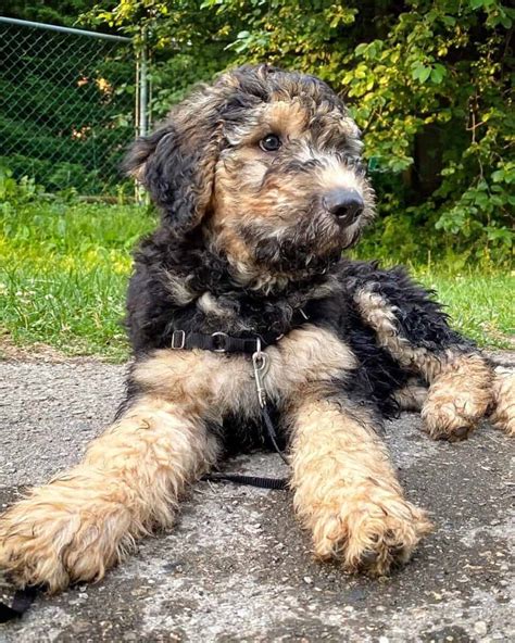 The best way to find a Shepadoodle puppy for sale near you is to start with a simple Google search