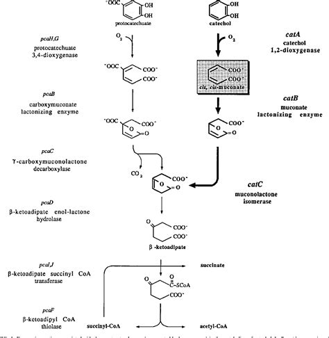 The beta-ketoadipate pathway and the biology of self-identity