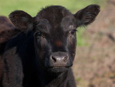 The black cow. Things To Know About The black cow. 
