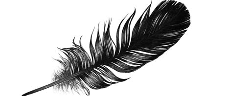 The black feathers. Things To Know About The black feathers. 