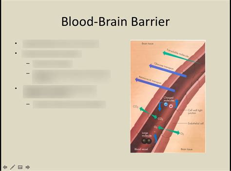 The blood brain barrier is effective against quizlet. mechanism that surrounds the brain and locks viruses, chemicals, and bacteria from entering depends on endothelial cells that form the walls of the capillaries very effective against most types of bacterial infections (some spirochetes can bore through endothelial wall) 