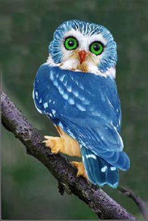 The blue owl. Things To Know About The blue owl. 