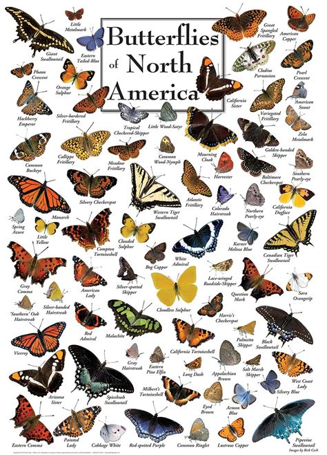 The butterflies of north america a natural history and field guide. - Mercedes vito 112 cdi manual de reparacion.