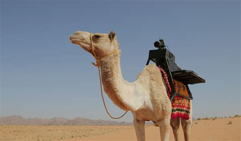 The camel. Things To Know About The camel. 