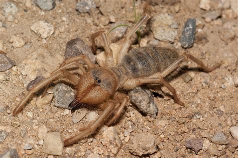 The camel spider or wind scorpion the complete guide to camel spiders all you need to know about camel spiders. - Dodge dakota 2005 2011 taller de reparación manual de servicio.