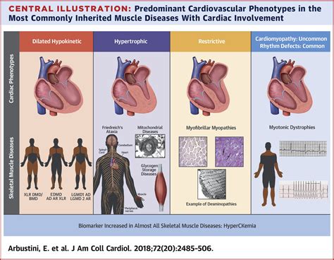 The cardiovascular phenotype of adult patients with …