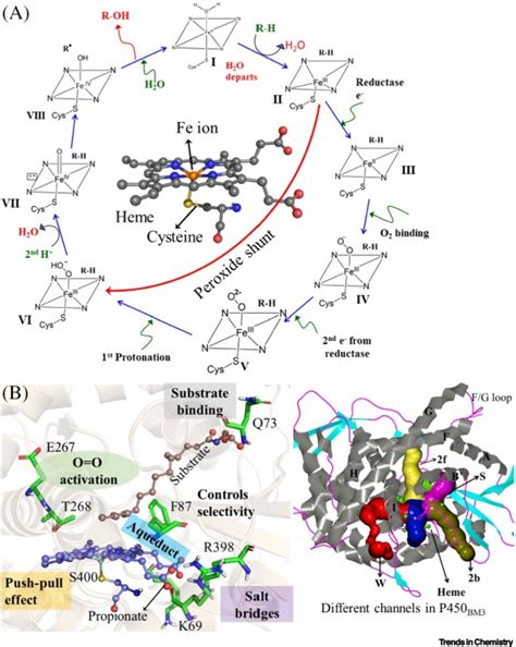 The catalytic cycle of cytochrome P450: a fascinating choreography ...