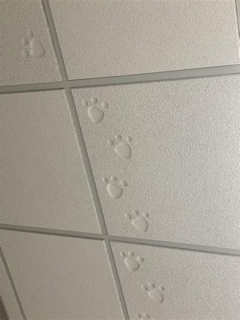 The ceiling tile at my vets office has paw prints - Reddit