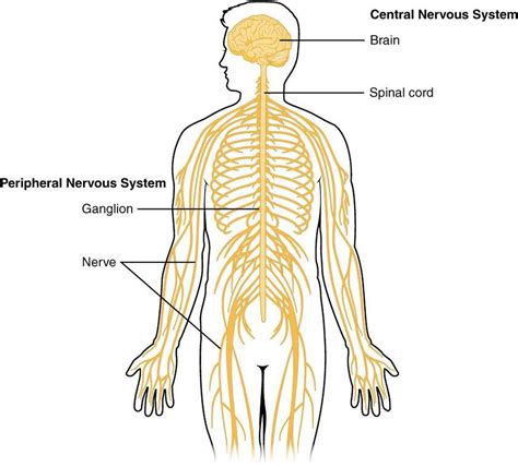 The central nervous system