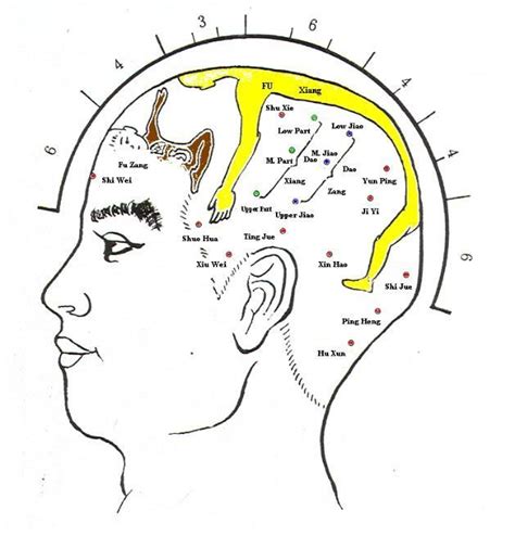 The cerebellum a new zone in scalp acupuncture. - 1998 yamaha srx 700 service manual.