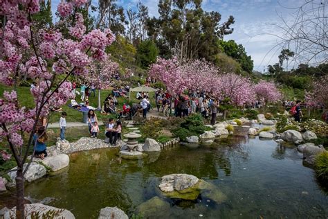 The cherry blossoms are back in Balboa Park. Here's how to enjoy them