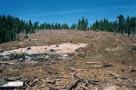 The clear cut. During a typical year, more than 79 square miles (50,459 acres) of biodiverse forest in our state is clearcut and converted into tree plantations. Since 1977, about 1,812 square miles – approximately a million acres – have been destroyed by clearcutting and related logging practices that eliminate natural, resilient forests. Clearcutting Impacts Accelerates … 
