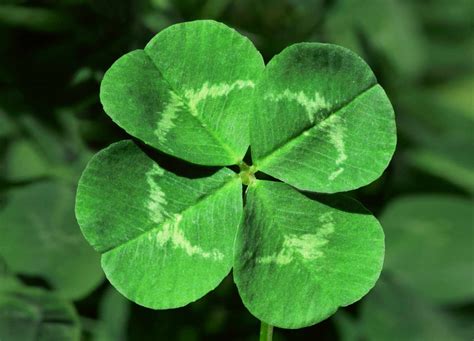 The clover. Types of clover leaves. There are three types of clover leaves: the three-leaf clover, four-leaf clover, and the five-leaf clover. The three-leaf clover is also known as shamrocks and is associated with St. Patrick. The four-leaf clover is very rare with a probability of finding one is at a ratio of 1:100,000. 