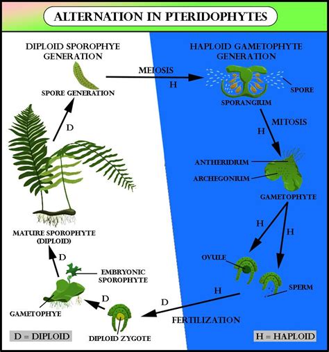 The common feature that is shared by Funaria , Dryopteris and …