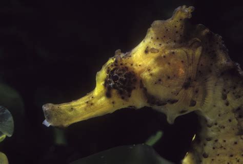 The complete guide to dwarf seahorses in the aquarium. - Answers to heart of darkness study guide.