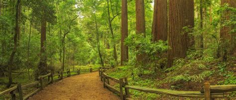 The complete guide to henry cowell redwoods state park. - Mk3 vw jetta csx repair manual.
