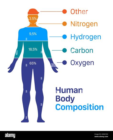 The composition of the adult human body as determined by chemical …