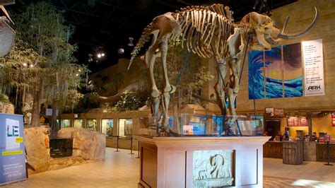 The creation museum. The Creation Museum is a 75,000 square foot museum near Petersburg, Kentucky, United States. [1] It was made to tell the story of Young Earth creationism. The museum shows … 