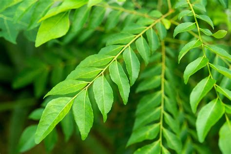 The curry leaf. Curry Leaf Plant for Sale | Also known as curry leaf tree, sweet neem, kadi patta, or curry tree, the curry leaf (Murraya koenigii) is highly prized. 