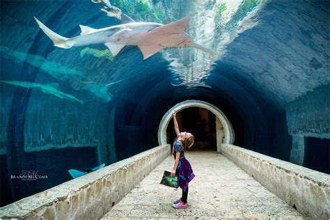 The dallas world aquarium. Discover everything you need to know about Dallas World Aquarium, Dallas including history, facts, how to get there and the best time to visit. 