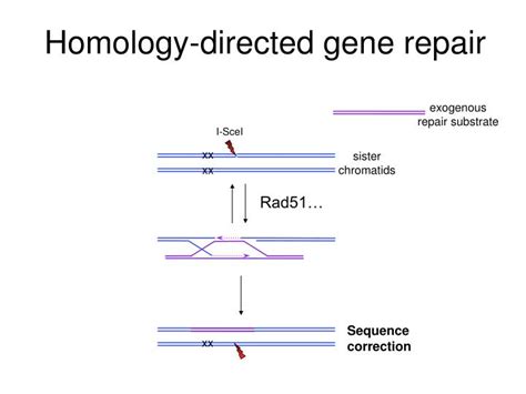 The dark side of homology-directed repair - ScienceDirect