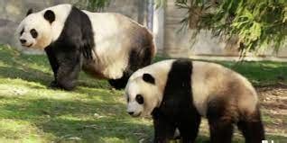 The differences awaiting the pandas in China, and how the National Zoo prepared them