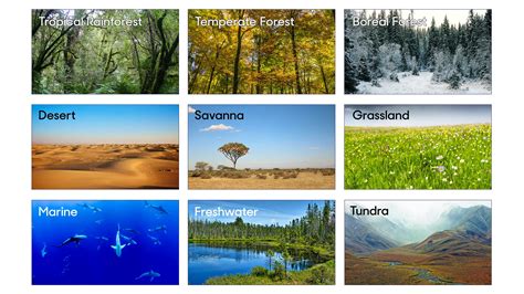 The different biomes. tropical rain forest or jungle; temperate deciduous forest; taiga; tundra. Tropical Rain Forest. In the Western Hemisphere, the tropical rain forest reaches its ... 