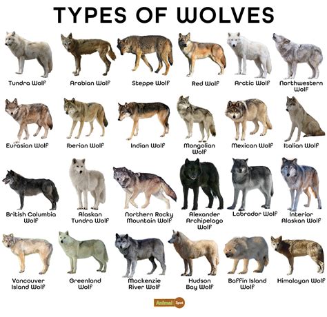 The different wolves you get by changing the language of the …