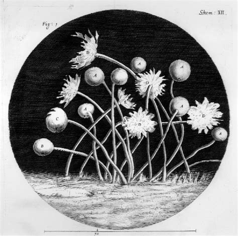 The discovery of microorganisms by Robert Hooke and ... - Royal …