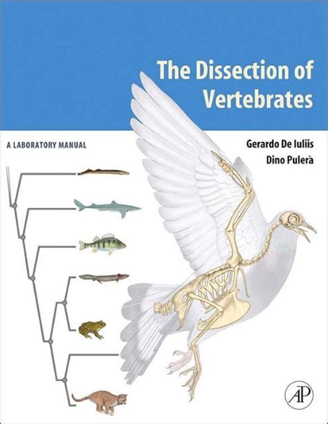 The dissection of vertebrates a laboratory manual. - Honda xl1000v varadero service manual en.