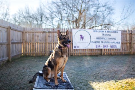 The dog ranch. .  He needs basic obedience and a few more things.  Lone Star Do...