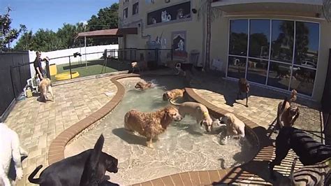 The dog resort. The Dog Resort offers free-range daycare, cage-free boarding options, one of the largest private outdoor playgrounds in the city, small dog, and puppy playrooms and … 