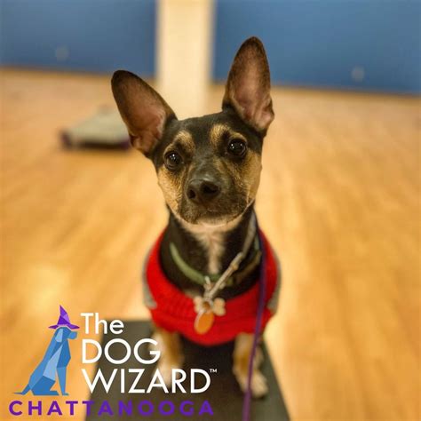 The Dog Wizard is a mobile dog training company t
