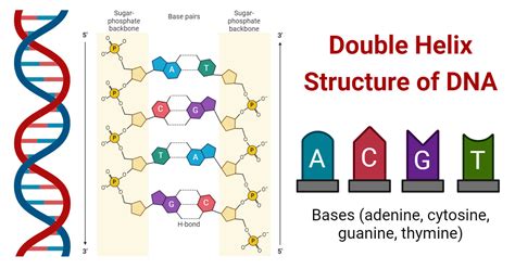 The double helix structure of DNA. It is constructed of four different