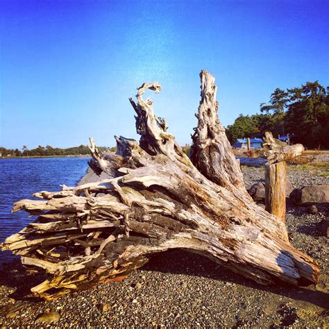 The driftwood. Discover the best places to find driftwood, from natural beaches and riverbanks to forests and shipwreck sites. Explore online marketplaces, craft stores, and … 
