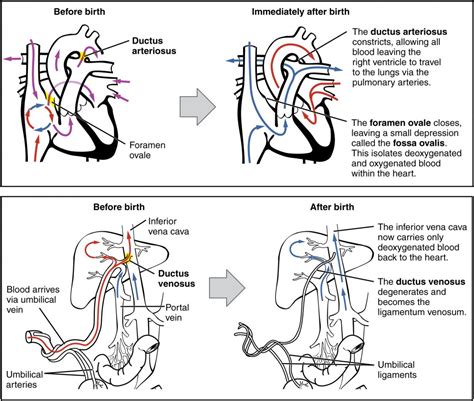 The early circulation of Paul