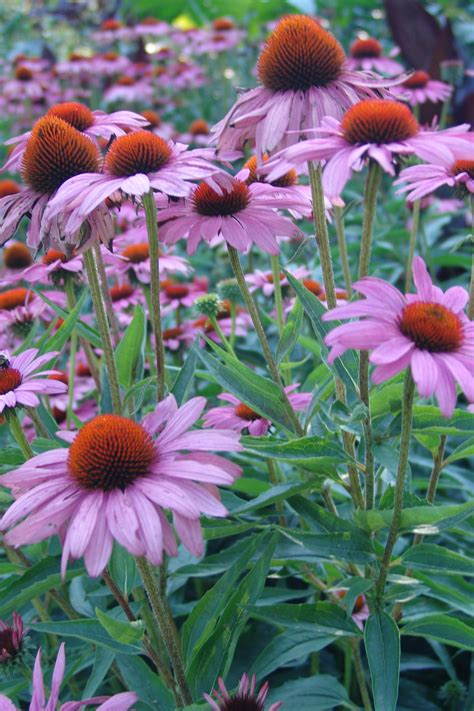 Echinacea is a perennial herb native to the midwestern region of North America. It has tall stems, bears single pink or purple flowers, and has a central cone that is usually purple or brown in color. The large cone is actually a seed head with sharp spines that resemble a stiff comb. .