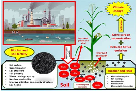 The effect of biochar loading rates on soil fertility, soil …